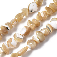 Natural Trochid Shell/Trochus Shell Beads Strands, Nuggets Chips, 3.5~13x6~12x3~8mm, Hole: 0.9mm, about 68~73pcs/strand, 15.35 inch~15.94 inch(39~40.5cm)(SSHEL-N034-78-B01)