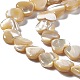 Chapelets de perles de coquille de trochid / trochus coquille(SHEL-F003-08B)-4