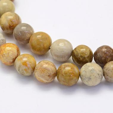 Natural Fossil Coral Beads Strands(G-G697-F01-6mm)-3