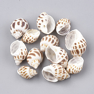 Spiral Shell Beads, No Hole/Undrilled, Camel, 20~33.6x13~23x10~20mm(SSHEL-S251-08)