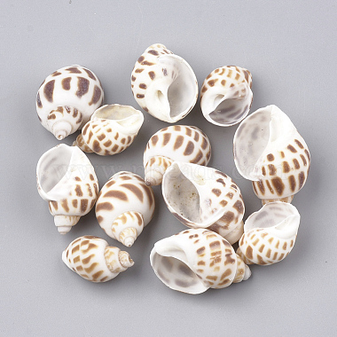 20mm Camel Shell Spiral Shell Beads