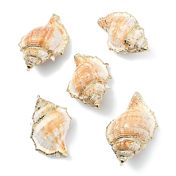 5Pcs Natural Sea Shell Big Pendants with Golden Brass Edge, Shell Shape Charms, Seashell Color, 58~65x35~42x27~29mm, Hole: 1.6mm