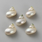 Mini Natural Mixed Shell Beads, No Hole, 33x29x25mm(FIND-WH0609-17A)