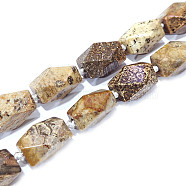 Natural Fossil Coral Beads Strands, Faceted, Oval, 22~24.5x14~18mm, Hole: 2mm, about 15pcs/strand, 16.3~16.5 inch(41.7~42cm)(G-F554-09)