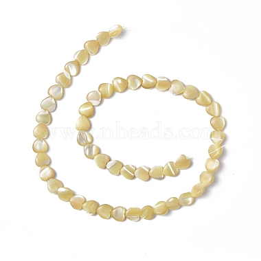 Chapelets de perles de coquille de trochid / trochus coquille(SHEL-F003-08C)-2