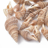 Spiral Shell Beads, Undrilled/No Hole Beads, Dark Salmon, 20~58x8~22x7~20mm(X-SSHEL-S258-07)