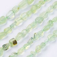 Natural Prehnite Beads Strands, Nuggets, 2~11x4~8x2~4mm, Hole: 1mm; about 62pcs/strand, 15.74 inches(G-F439-07)