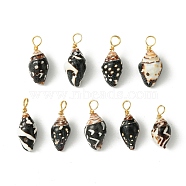 Spiral Shell Pendants, with Real 18K Gold Plated Copper Wire Loops, Shell Charms, Black, 18~20x7~8x6~7mm, Hole: 3.2~3.7mm(PALLOY-JF02492-02)