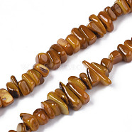 Natural Trochid Shell/Trochus Shell Beads Strands, Dyed, Chips, Dark Goldenrod, 7~22x5~8x1~6.5mm, Hole: 1mm, about 96~111pcs/strand, 14.37 inch~15.75 inch(36.5cm~40cm)(SHEL-S258-080-B03)