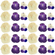 120pcs 3 Style Dried Pansy Flower, Craft Material, Mixed Color, 25~40x14~40x0.2~0.7mm, 40pcs/style(DIY-HY0001-62)