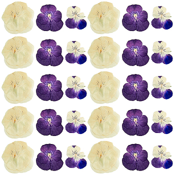 120pcs 3 Style Dried Pansy Flower, Craft Material, Mixed Color, 25~40x14~40x0.2~0.7mm, 40pcs/style