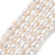 Natural Cultured Freshwater Pearl Beads Strands, Two Side Polished, Grade 4A+, Seashell Color, 7~8x8~9.5mm, Hole: 0.7mm, about 42~43pcs/strand, 14.17''(36~36.5cm)(PEAR-Z002-18)