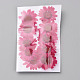 Pressed Dried Flowers(DIY-WH0308-412A-1)-2