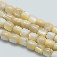 Natural Sea Shell Column Bead Strands, 7x6mm, Hole: 1mm, about 63pcs/strand, 15.7 inch(SSHEL-M014-22)