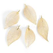 Electroplated Natural Leaf Big Pendants, with Iron Findings, Light Gold Plated, 70~100x30~50x1mm, Hole: 3x6mm(IFIN-Q119-01E)
