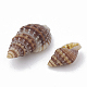 Sea Shell Beads(X-SSHEL-S258-03)-2