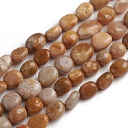 Natural Fossil Coral Beads Strands, Tumbled Stone, Nuggets, 10~15x7.5~11.5x7.5~12.5mm, Hole: 1mm, about 36pcs/Strand, 15.67 inch(39.8 cm)(G-D0002-D78)