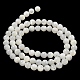 Natural Sea Shell Beads Strands(SSHEL-K013-5.5mm-A)-4