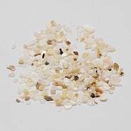 Natural Shell Nuggets Chips Bead, No Hole, Seashell Color, 2~5x1~3x2mm(X-SHEL-P004-10)