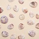 1 boîte coquilles coquilles Saint-Jacques coquille de palourde perles colorées avec des trous pour la fabrication artisanale 40-50pcs(BSHE-YW0001-01)-7
