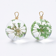 Glass Pendants, with Dried Flower Inside & Brass Findings, Round, Golden, Medium Sea Green, 16~17x12x11mm, Hole: 1.5~2mm(GLAA-Q070-001B)
