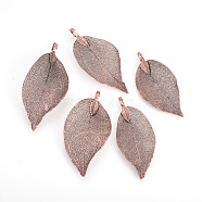 Electroplated Natural Leaf Big Pendants, with Iron Findings, Copper Plated, 50~80x20~35x1mm, Hole: 3x6mm(X-IFIN-Q119-03H)