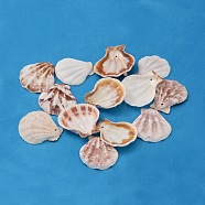 Natural Scallop Shell Beads, Sea Shell Beads, Dyed, Mixed Color, 32~45x29~42x6~7mm, Hole: 2mm, about 90pcs/500g(BSHE-S108)