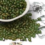 Transparent Colours Glass Seed Beads, Round Hole, Oval, Olive Drab, 5.5~6x3.5~4mm, Hole: 0.8mm, about 450pcs/50g(X-SEED-F006-03A-04)