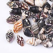 Spiral Shell Beads, Undrilled/No Hole Beads, Coconut Brown, 7~20x6~11x5~10mm, about 830pcs/500g(SSHEL-T008-23)