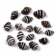 Natural Spiral Shell Beads, Undrilled/No Hole Beads, Black, 10.5~16x6~11.5x6~10mm(SSHEL-T014-06)