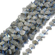 Raw Rough Natural Labradorite Beads Strands, Waterdrop-Shaped Nuggets, 10~21x8~13x2.5~6mm, Hole: 1mm, about 34~38pcs/strand, 15.75''(40cm)(G-E576-21)