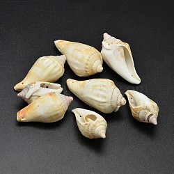 Natural Conch Shell Beads, Pale Goldenrod, 31~50x17~25mm, Hole: 1.5mm(X-BSHE-O007-56)