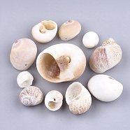 Conch Shell Pendants, Navajo White, 19~45x15~46x10~30mm, Hole: 1.5mm(SSHEL-Q308-01)