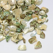 Dyed Natural Spiral Shell Chips Beads, Shell Shards, Pale Goldenrod, 10~20x6~15mm, Hole: 1mm, about 700pcs/500g(SHEL-A003-B04)