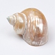 Hermit Crab Shells(SSHEL-WH0001-15C)-1