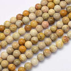 Natural Fossil Coral Beads Strands, Round, 6mm, Hole: 1mm, about 62pcs/strand, 15.7 inch(40cm)(G-G697-F01-6mm)