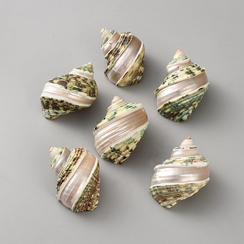 Natural Shell, Conch, Mixed Color, 36~40x54~60x42~47mm