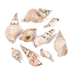 Electroplate Natural Sea Shell Big Pendants, Shell Shape Charms, with Iron Loops and Brass Findings, Bisque, Light Gold, 30~60x13~32x11~33mm, Hole: 1.6~1.8mm(SSHEL-Q100-24KCG)