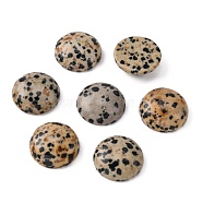 Gemstone Cabochons, Half Round/Dome, Dalmatian Jasper, 18x7mm(G-H1596-FR-18mm-02)