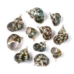 Electroplate Natural Sea Shell Pendants, Shell Shape Charms, with Brass Loops, Golden, Coconut Brown, 26~39x20~30x18~25mm, Hole: 1.8~2mm(SSHEL-T018-02)