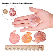Beautiful Beach Sea Shells, Shells Crafts, for Aquarium Fish Tank Decor, Mixed Color, 40~60mm, about 19~25pcs/box(SSHEL-PH0004-17)