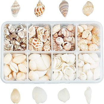 Natural Conch Shell Beads, Undrilled/No Hole Beads, Mixed Color, 244pcs/box