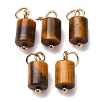 Natural Tiger Eye Column Charms with 304 Stainless Steel Jump Rings, Golden, 14x6mm, Hole: 4mm(G-Q032-01A)
