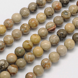 Natural Fossil Coral Round Bead Strands, 6mm, Hole: 1mm, about 62pcs/strand, 15.5 inch(G-N0166-05-6mm)
