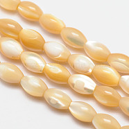 Natural Sea Shell Oval Bead Strands, Moccasin, 9x6mm, Hole: 1mm, about 47pcs/strand, 15.9 inch(X-SSHEL-M016-01B)
