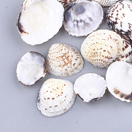Clam Shell Beads, Undrilled/No Hole Beads, Seashell Color, 18~33x19~36x4~9mm(SSHEL-S258-51)