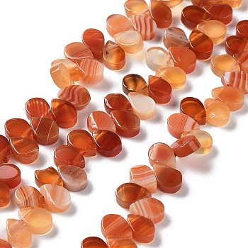 Natural Agate Beads Strands, Dyed & Heated, Top Drilled, Teardrop, Chocolate, 8x5x3mm, Hole: 0.8~1mm, about 52~55pcs/strand, 7.48~7.87 inch(19~20cm)
