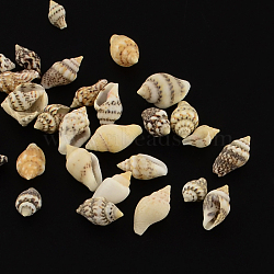 Natural Spiral Shell Beads, No Hole,, Lemon Chiffon, 7~15x3~9x3~7mm, about 3875pcs/500g(SSHEL-R036-16)