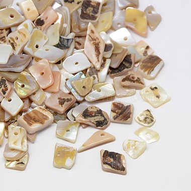 Seashell Color Chip Freshwater Shell Beads