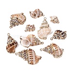 Electroplate Natural Spiral Shell Pendants, Conch Shell Charms with Golden Tone Iron Loops & Brass Edge Findings, Peru, 18.5~35x12~21.5x9~16mm, Hole: 1.4~1.8mm(SSHEL-Q100-40G)